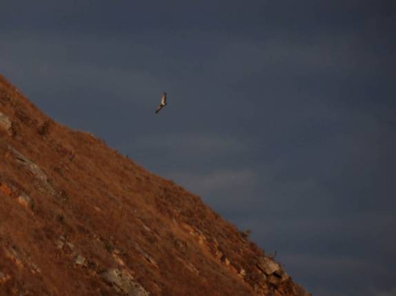 Um condor faz seu voo matinal no vale do rio Apurimac, na trilha de Choquequirao, no Peru